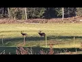 Download Lagu CRAZY SWEDISH FALLOW DEER (Dama  dama) ENCOUNTER GOES WRONG!! GOD BLESS THEM🙏🙏