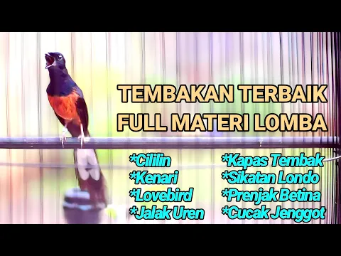 Download MP3 MASTERAN MURAI BATU JUARA TERBAIK SEPANJANG MASA 100% EFEKTIF BIKIN BONGKAR MATERI