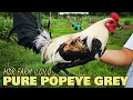 Download Lagu Pure Popeye Gr3y MDR FARM ILOILO - Best Farm Philippines