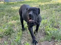 Does The Cane Corso Look Like a Pitbull Breed Standard Thoughts