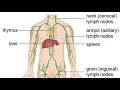 Suprahyoid Lymphadenectomy CPT code - simplify medical coding