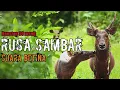 Download Lagu suara rusa betina memanggil jantan || junior amatir