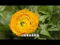夜來香---鄧麗君 Teresa Teng テレサ.テン(經典演唱會歌曲)