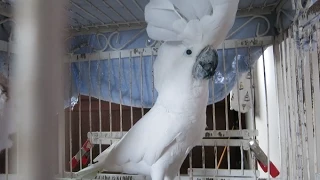 EVERY PIRATE NEEDS A PARROT