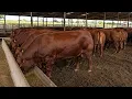 Santa Gertrudis Cattle The Powerful American Beef Breed Built for Heat