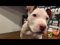 Pitbull Puppy on Bullymax - week one results