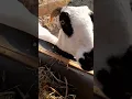 Download Lagu Asli : Bukan Serigala Berbulu Domba #animals #cintanegeri #domba #video #vidioshorts#sheep
