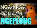 Download Lagu ngakrak gelisah ngeplong pancingan ANIS MERAH PASTI NGRESPON LANGSUNG BUNYI