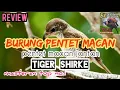 Download Lagu burung pentet macan review pentet macan jantan (tiger shirke) MP3