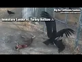 San Simeon Immature Condor vs Turkey Vulture Explore org 2022-08-04