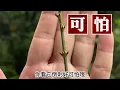 山形玫瑰＃苗栗南庄－山行玫瑰＃隱居山林30年圓一個許多人夢想的夢，感謝主人完成這樣的一個美麗花園山莊，讓我們可以來此忘我及讚賞。是的。 是我們打擾了！