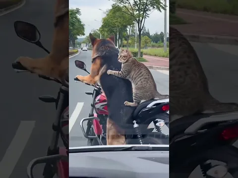 Car accident | Kiratrehan777 #shorts #accident #comedy #doglove