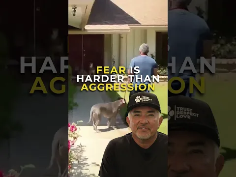 A Fearful Dog Is Harder to Read Than a Red Zone Dog | Cesar Unleashed