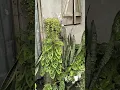 Download Lagu snake Plant, monstera, aglonima, tangled heart, spider plant ki transformat vdo #garden