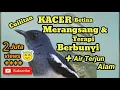 Download Lagu CUITAN KACER BETINA + AIR TERJUN  !!! AMPUH MERANGSANG BIRAHI KACER  BAKALAN HUTAN UNTUK BERBUNYI 🙏