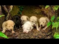 I accidentally found a litter of puppies 🐶 in a cave, and the truth turned out so touching ❤️🥰