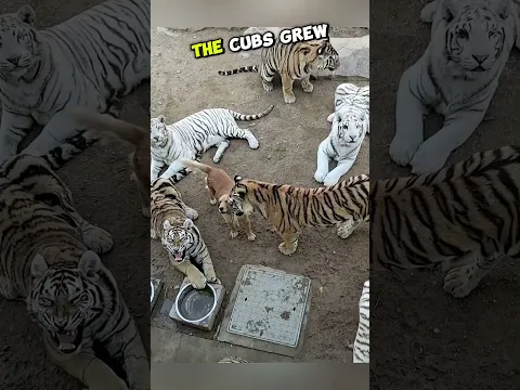This Dog Rules Over Fully Grown Tigers! #shorts #dog #tiger #motherhood