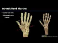 MSK Lab 2 Station 13 - Hand Muscles