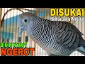 Download Lagu PERKUTUT LOKAL GACOR PANCINGAN PALING DISUKAI PERKUTUT AUTO BIKIN GACOR