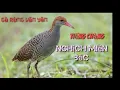 Download Lagu TIẾNG  GÀ RUỘNG ,CHẰNG NGHỊCH ,quốc hoa miền bắc Mồi bẫy(gà rừng văn yên)