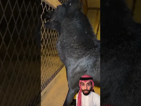 الذيب الاسود النادر 🐺🔥 #اكسبلور