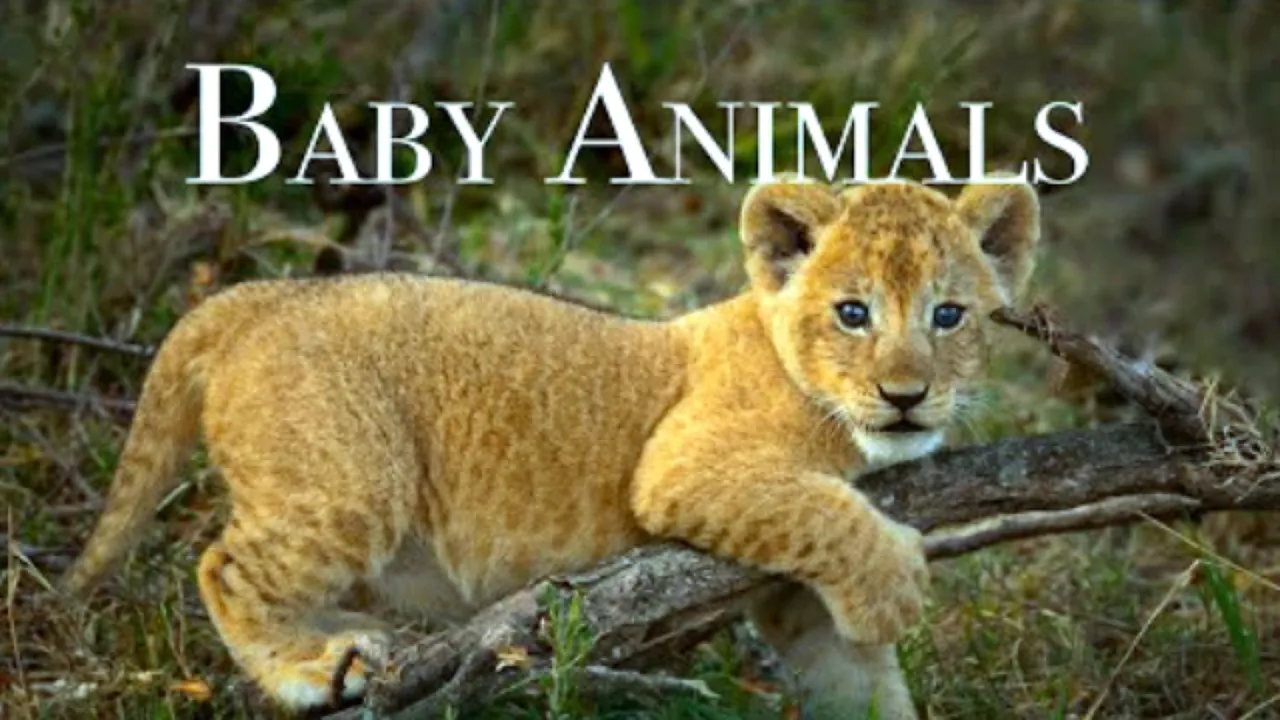 Baby Animals 4K - Amazing World Of Young Animals | Scenic Relaxation Film 2023