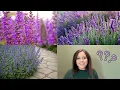 Lavender vs Salvia vs Nepeta Catmint What s the Difference Which Should You Grow