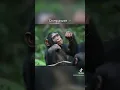 Animals with Down Syndrome