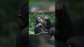 Animals with Down Syndrome