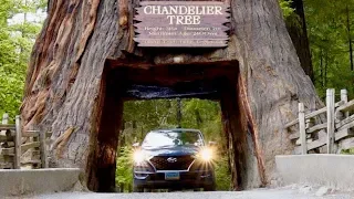 Sailing Treacherous Seas To The Tallest Trees On Earth – Ep. 159 RAN Sailing