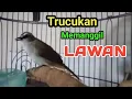 Lagu Pancingan trucukan BETINA MEMANGGIL JANTAN pancingan trucuk BAHAN ombyokan dan macet bunyi