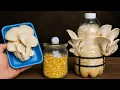 Download Lagu 🍄 Cómo Cultivar los Hongos Comprados en el Mercado - hasta la Cosecha