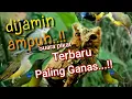 Download Lagu Suara Pikat Burcil Ribut Paling Ganas