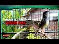 Lagu suara burung CIBLEK GACOR NGEBREN Pancingan Ciblek Semi bahan jadikan ciblek kristal gacor Tarung