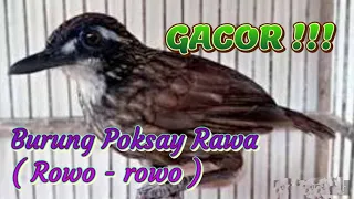 suara burung rowo rowo poksay rawa 