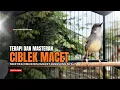 Lagu suara burung CIBLEK GACOR NGEBREN Pancingan Ciblek Semi bahan jadikan ciblek kristal gacor Tarung