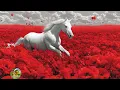 Download Lagu Очень Красивая Мощная Музыка для души! Сборник ЛУЧШИХ Мелодий от которых мурашки по телу #horse