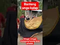 Download Lagu genduk Denok santri pekok #putramandala #putro #jaranan #guosuro #tatal_gaming #banteng