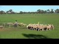 Micky Lot 29 Forbes Working Dog Auction