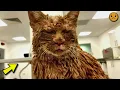 Download Lagu The unfortunate kitten was covered in concrete, unable to breathe or move.
