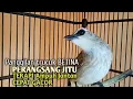 Download Lagu Trucuk BETINA memanggil Jantan Suara Birahi Ngecuplik 100% pancingan trucukan gacor agar BUNYI EMOSI