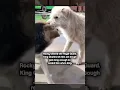 Download Lagu Rocky challenges King Charles for Alpha position #dogs #dogbreed
