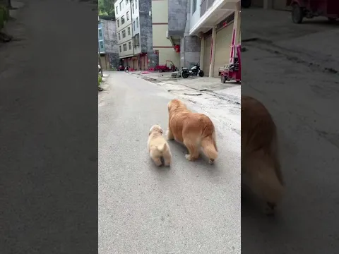 Golden Retriever Trade Time #shorts #dogs
