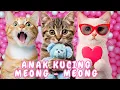 Lagu kucing lucu - KUCING PERSIA PUTIH KUCING PERSIA LUCU #kucinglucu #cat #catlover #kucing