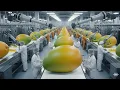 Lagu Inside a Modern Mango Processing Plant: From Farm to Tasty Mango Slices (The Whole Process)