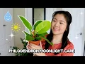 How to Care for Philodendron Moonlight Care Tips and Tricks