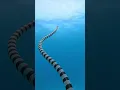 GoPro | Highly Venomous Sea Snake 🎬 Ke Han Koh #Shorts #Ocean