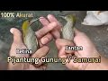 Lagu PERBEDAAN PIJANTUNG GUNUNG JANTAN DAN BETINA 100% AKURAT ! SAMURAI/PIJANTUNG GUNUNG