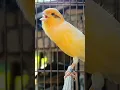 Download Lagu animal action song | bird sound #birds #animals #canary #funnyanimals