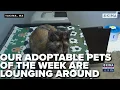 Our Adoptable Pets of the Week are Lounging Around